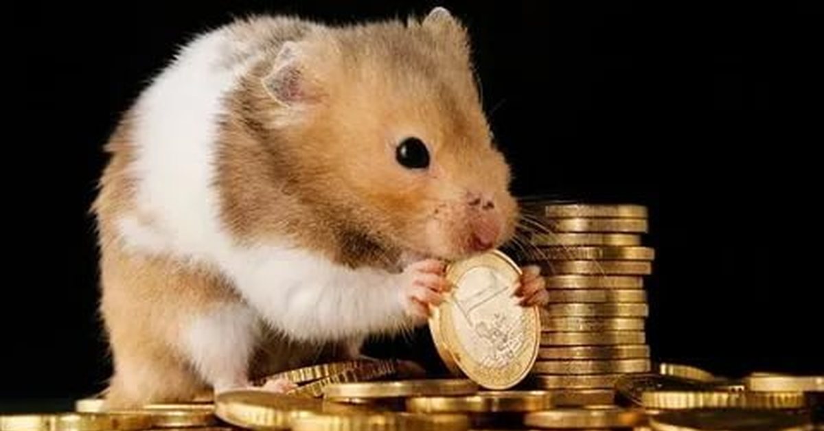 Hamster coin не работает. Мистер Гокс хомяк. Жадный хомяк. Хомячок с деньгами. Богатый хомяк.