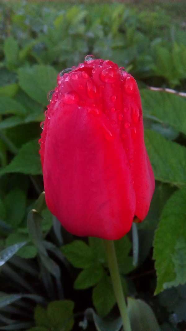 Tulip after the rain - My, Photo on sneaker, Flowers, Garden