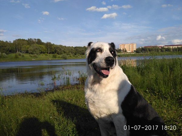 We went to the lake :) - My, The photo, Alabai, , Dog, Longpost