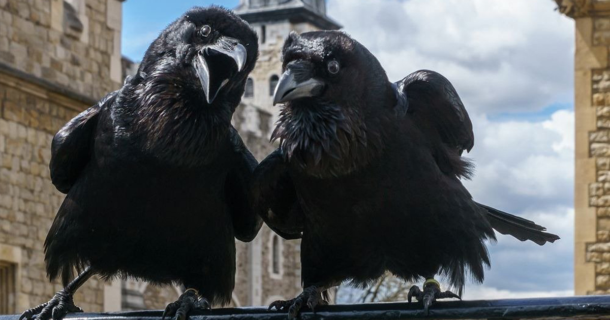 Six ravens. Вороны лондонского Тауэра. Тауэр в Лондоне вороны. Лондонский Тауэр черные вороны. Вороны Тауэра Легенда.
