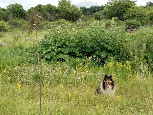 types of collies - My, Animals, Collie, Nature, Summer, Longpost