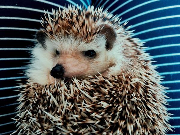 I look into the distance - Hedgehog, Sharp-eyed