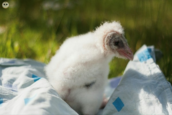 Owlet for the first time on the street. - Barn owl, Owl, House owls, Birds, Predator birds, Pet, Nyasha, Pets