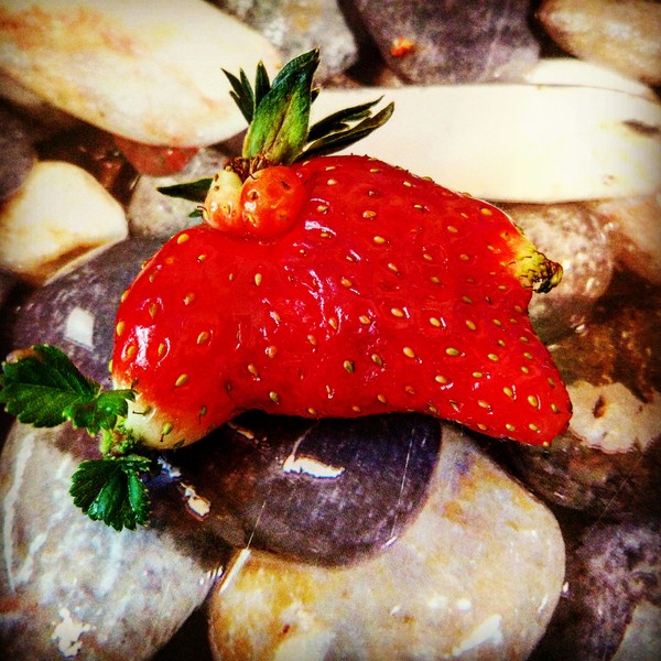 strawberry monster - The photo, Berries, Strawberry, Strawberry (plant)