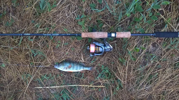 Perch - My, The photo, Lumia 640, Fishing, Spinning