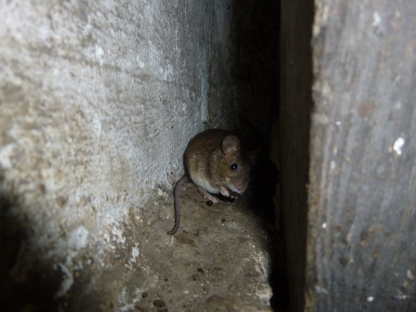 barn dwellers - My, Cleaning, Barn, Nest, Mouse