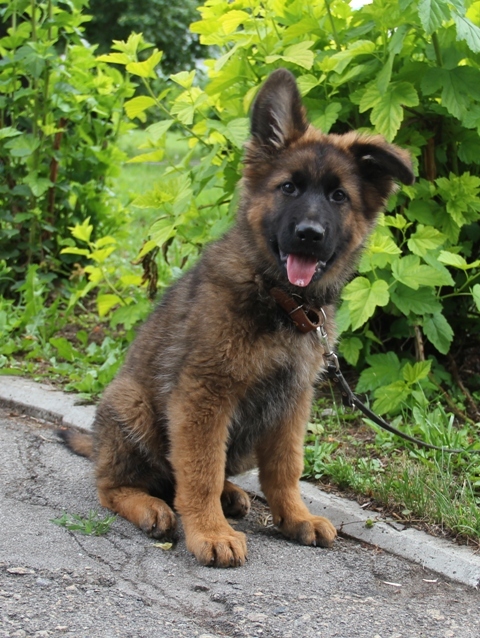 First walks. - My, Puppies, Dog, German Shepherd, Longpost