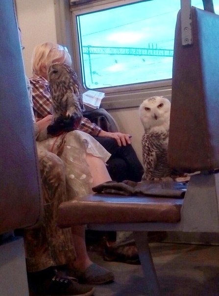 Your letter from Hogwarts is still on the way..... - Owl, Letter from Hogwarts, House owls