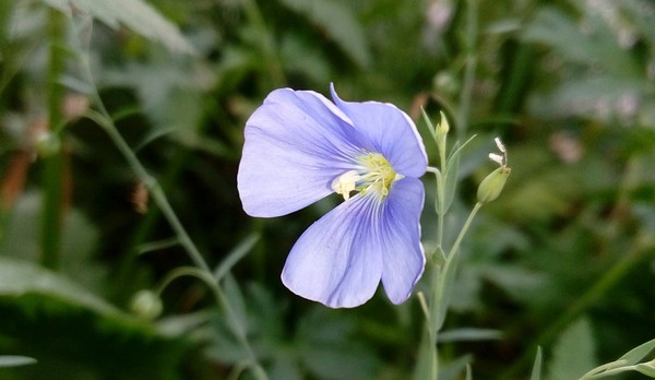 Wizard Blue Linen - Magic, My, Flax