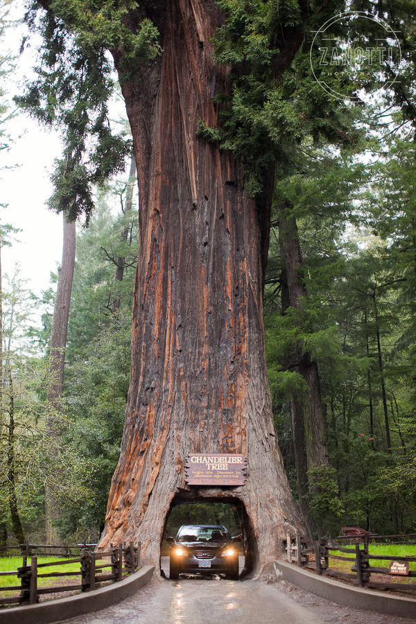 Sequoia. - Tree, Sequoia, The photo, Zanamiclub