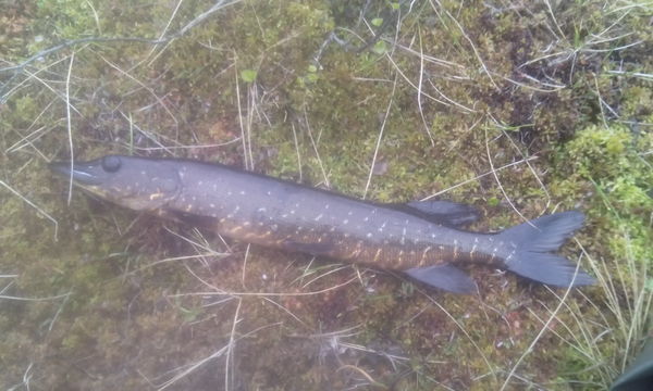 Pike ghetto .. Or say a word about mimicry ... - Fishing, The photo, Pike, Color, My, League of fishermen, Longpost