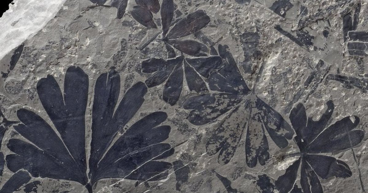 Отпечатки растений на каменном угле. Растения в Юрский период окаменелости. Гинкго Юрский период. Отпечатки растений на угле.