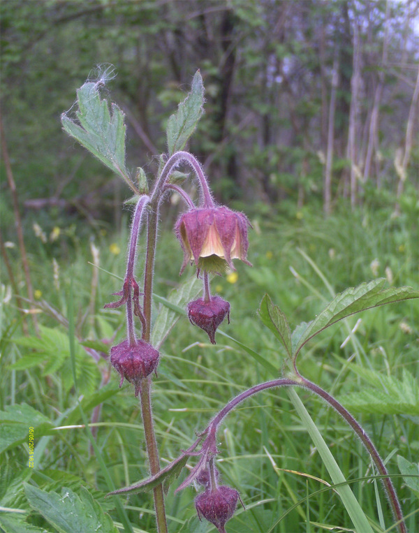 River gravel - My, Botany, Longpost, Gravilate