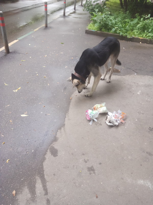 Found a dog - Found a dog, Moscow, Longpost, Help, Dog