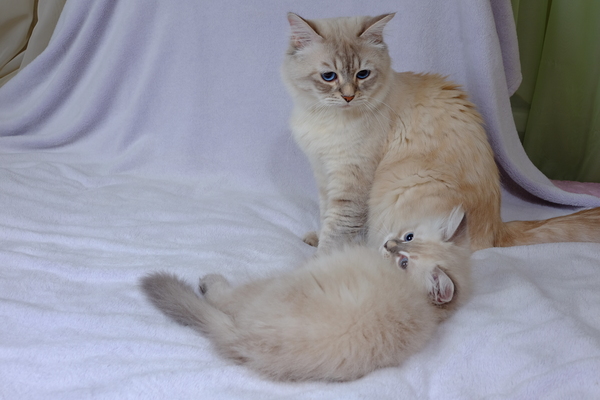 Our kids with dad (Snow-white angels) - Neva Masquerade, cat, Longpost, , Cat breeds, Cats and kittens, My