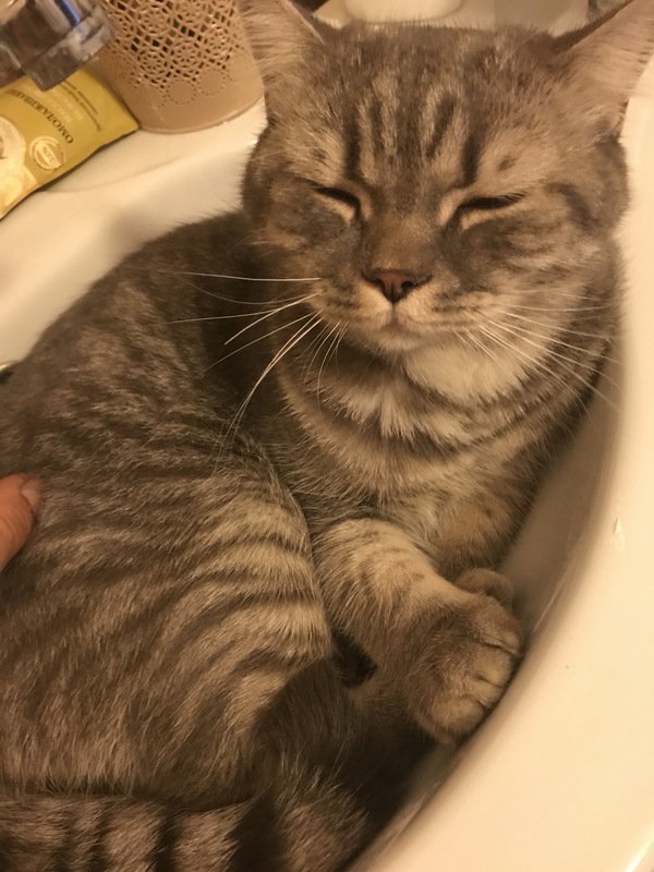 Отдам кота в добрые руки.