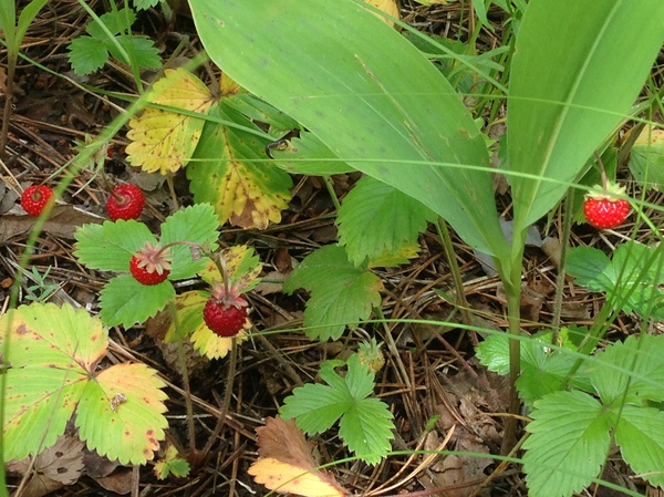 Cold summer strawberries - My, My, Strawberry, Summer, Dad, Whisper, Longpost, Father