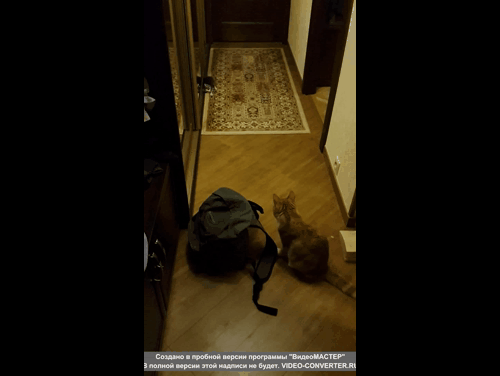 Small, fluffy, but formidable! - My, cat, Friends, Authority, GIF