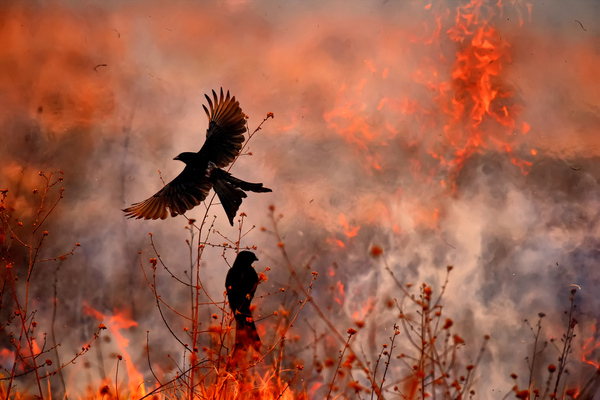 Fearless in the fire - The photo, Nature, Birds, Fire