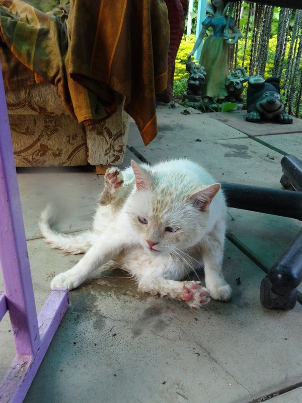 Когда хозяин - примат