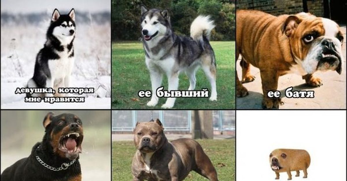 Почему некоторым мужчинам нравятся небритые женщины? Спид Инфо Дзен