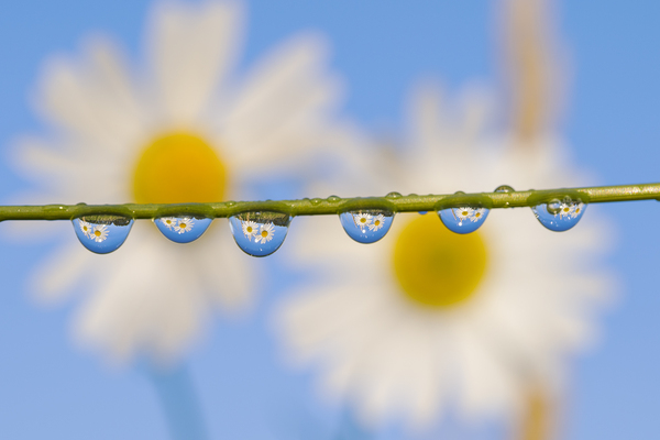 Hello daisies! - The photo, Dew, Chamomile, The sun, Summer, Macro, Macro photography