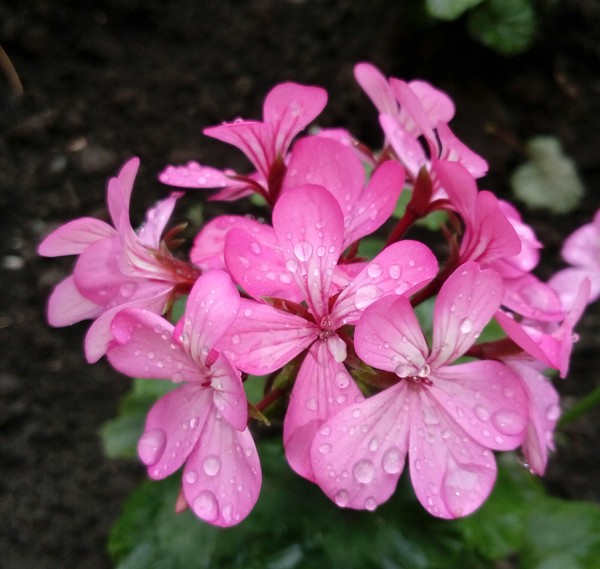 Rain. Good! - My, Flowers, Rain