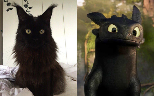 I heard they like good cosplay here.. - Sadness, cat, Toothless, Cosplay