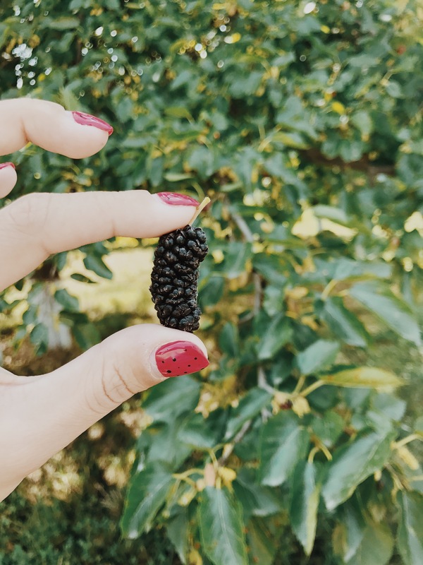 Summer in the countryside - My, Nature, The photo, Longpost