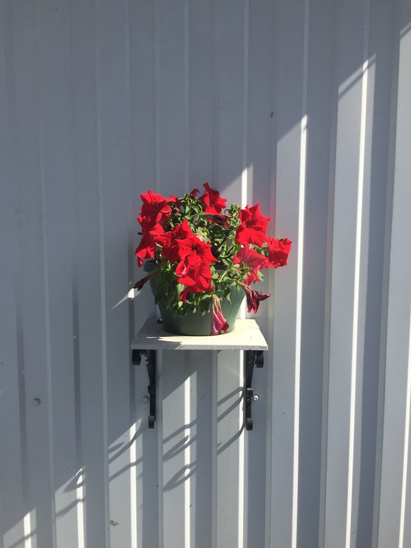 Just a flower in a pot on the street - My, Houseplants, The street