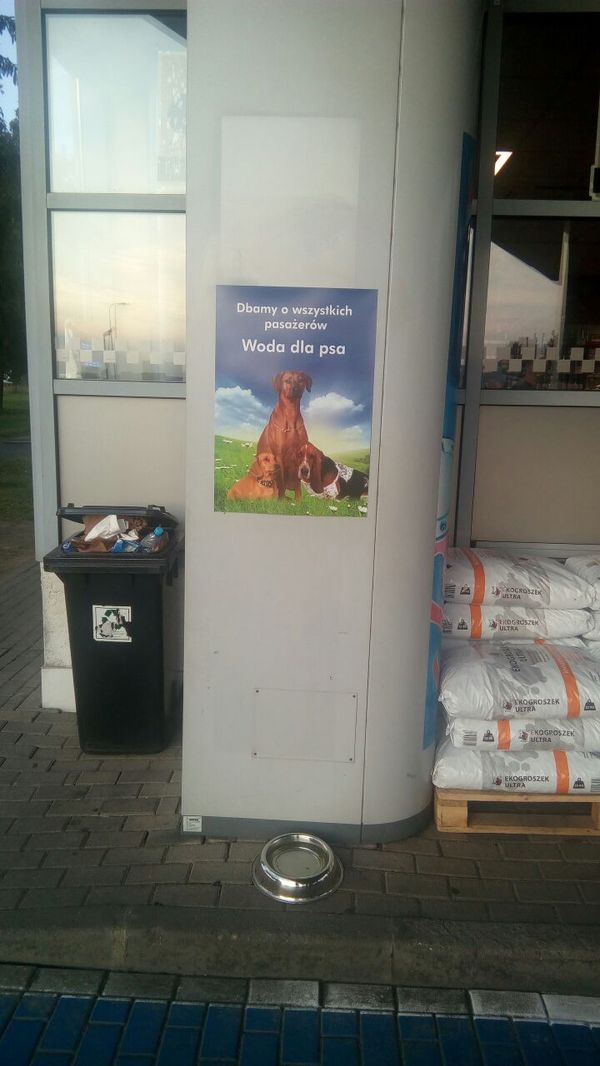 And so at every gas station in Poland - My, Dog, Animals, Poland