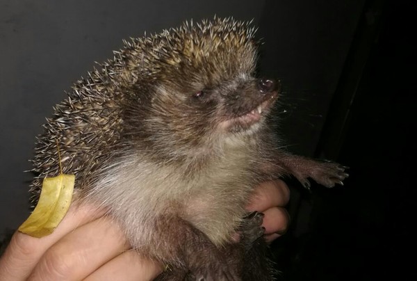 I caught a hedgehog, but he clearly hates people))) - My, Vzhuh, Hedgehog, Evil, Rage
