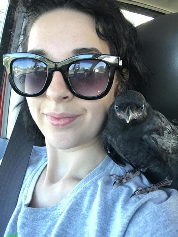 This guy flew through the window during a trip to get some rest on his shoulder) - Crow, Birds, Girls, Reddit