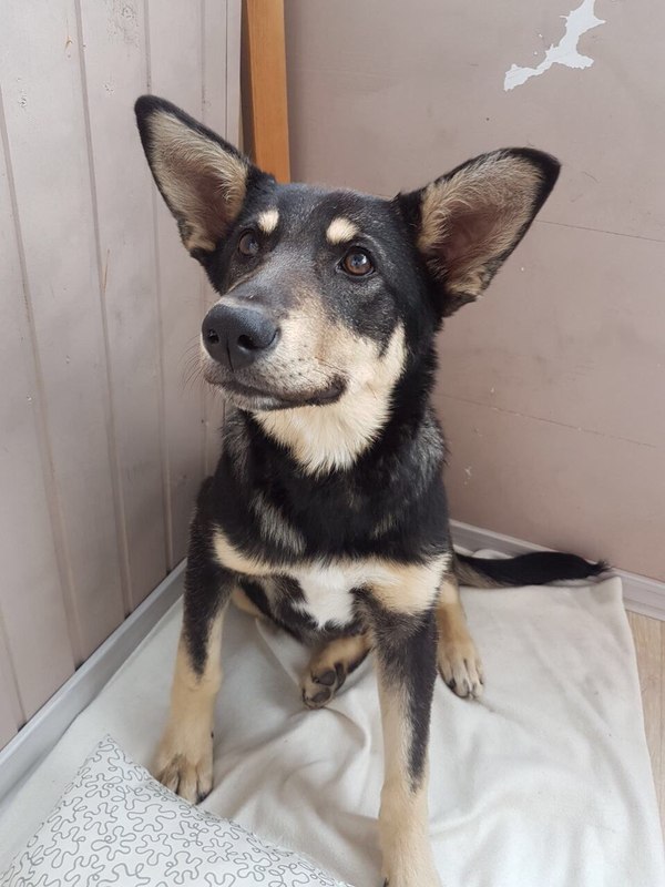 MOSCOW. Affectionate puppy in good hands! - My, Puppies, Dog, In good hands, Good league, Help, Longpost, Moscow, Helping animals