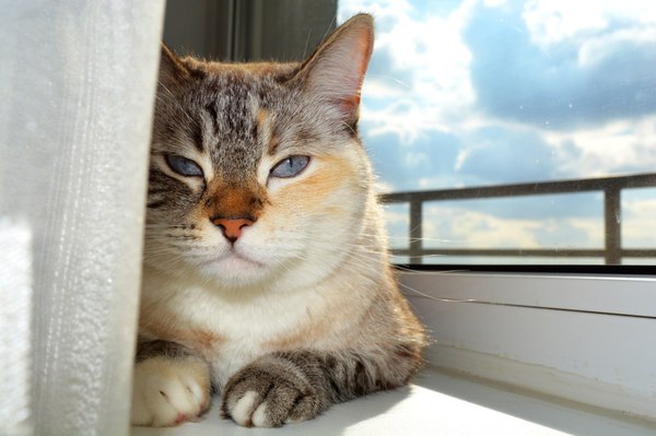 Cat Svyatoslavich - The sun, cat, Windowsill, Svyatoslav, Homemade, The photo