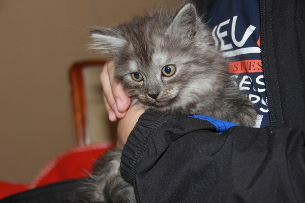 I will give kittens in Voronezh - cat, In good hands, Voronezh, Is free, Longpost