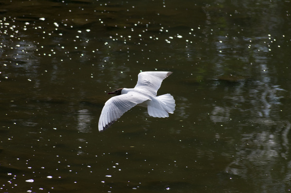 Flight - My, Flight, Seagulls, Birds, The photo