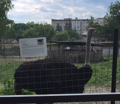 Penza Zoo - My, Zoo, Penza, Emu