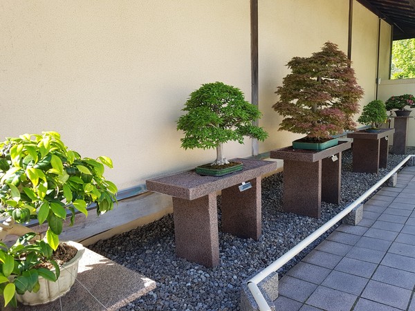 Bonsai, pay attention to age .... - My, Bonsai, , Longpost