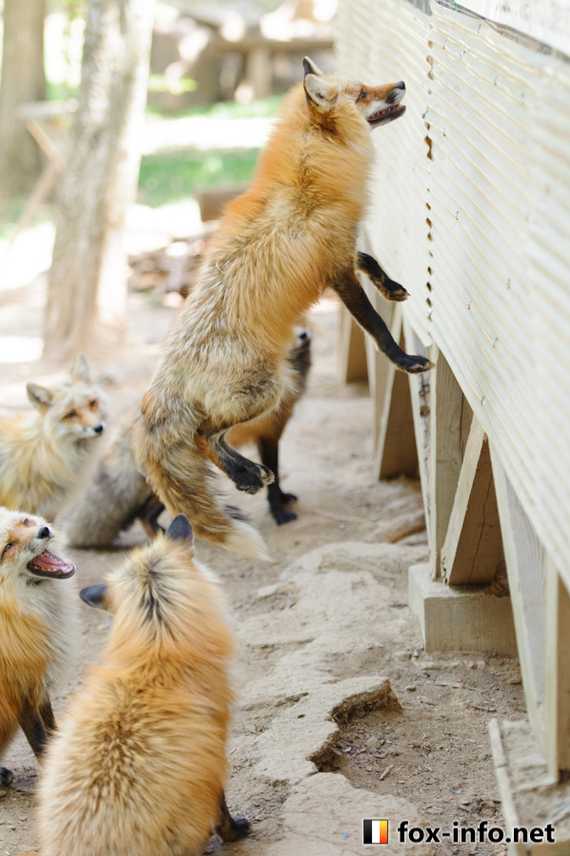 Zao Kitsune Mura - Fox Village. See and play with six kinds of cute foxes - Fox Village, Fox, Fyr, Not mine, Interesting places, Japan, Longpost, GIF