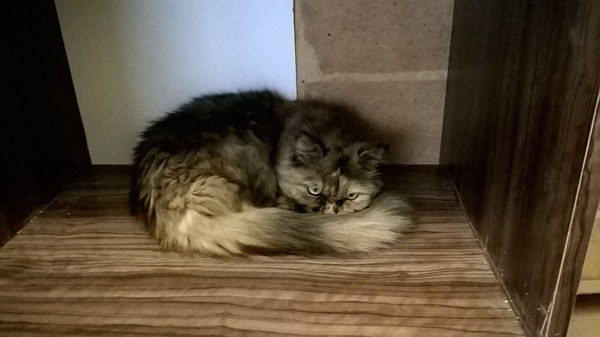 Help with the cat Izhevsk - My, cat, Izhevsk, Help, Animals, Lost cat, A loss