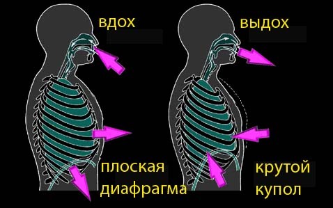 Вред и польза силовых тренировок - Моё, Спорт, Тренер, Программа тренировок, Мышцы, Здоровье, Фитнес, Физкультура, Спортивные советы, Длиннопост