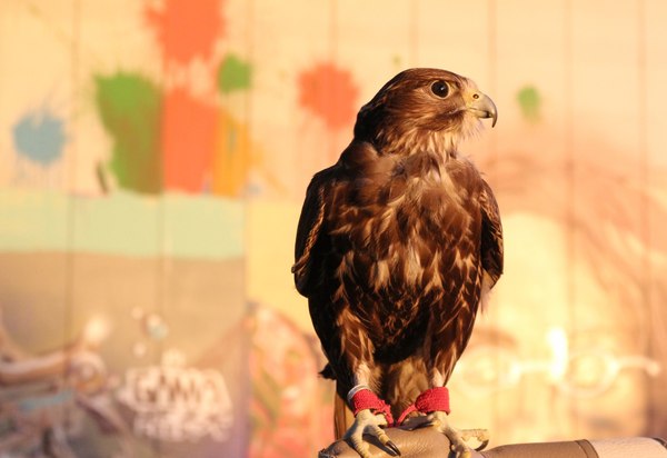 saker falcon - My, Predator birds, Kazan, Tatarstan, Falcon, Saker Falcon, , Sokolniki, Video