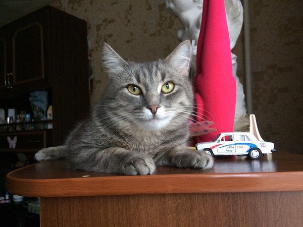 Penza, Zaprudny. - My, Lost cat, Penza, , Help me find, Longpost