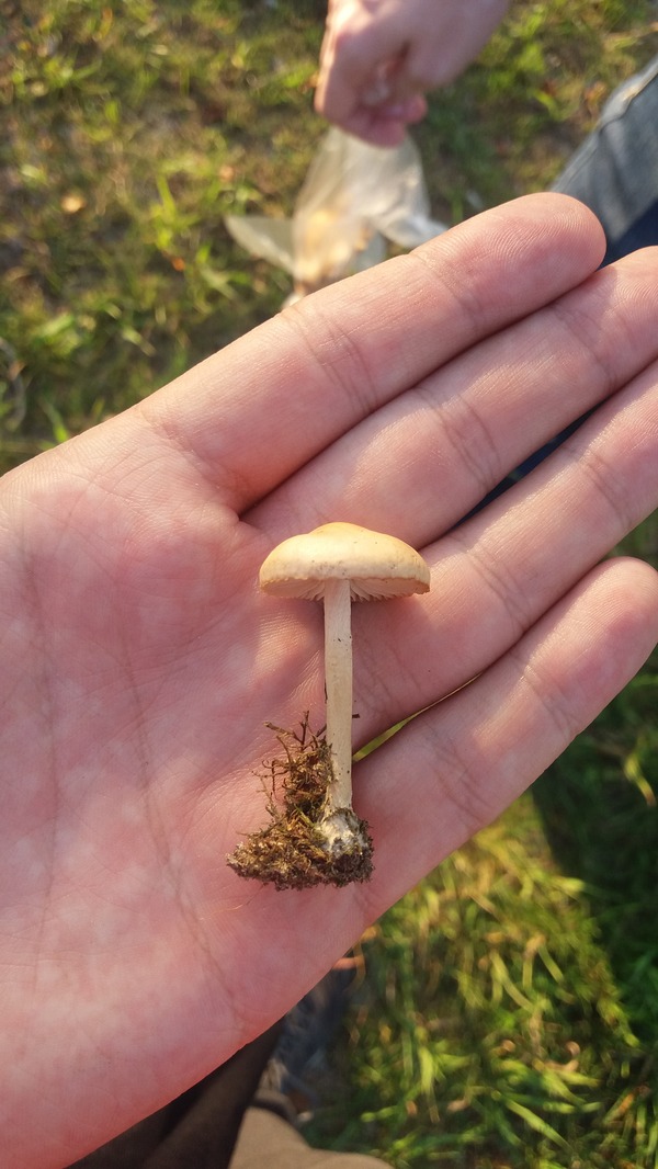 Hello . Need the help of a mushroom picker. What kind of fungus is this (what is it called)? - My, Mushrooms, Forest, Nature, Food