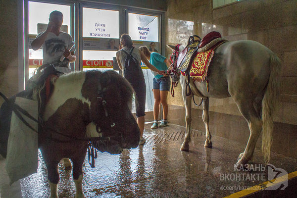 Horses on the subway - Kazan, Metro, Horses, Rain, Tatarstan