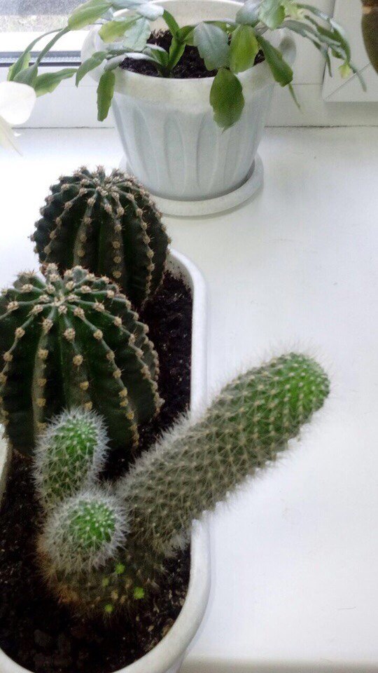 And I want and prick. - My, Cactus, Shaving