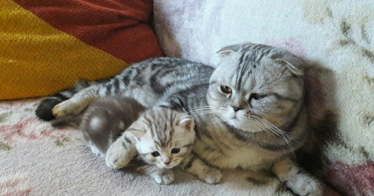 Кот сына. Кот батя и кот сын.