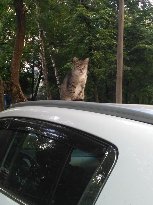 Your journey has been long, traveller. Sit down and accept life. - My, cat, Catomafia, Buddha, cat in the car, Longpost