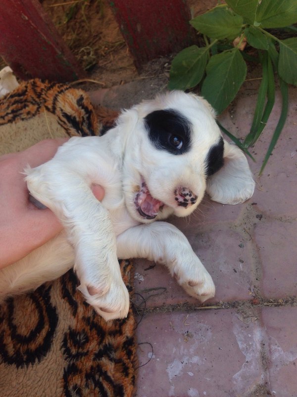 Spaniel is one year old - My, My, Dog, Spaniel, Longpost